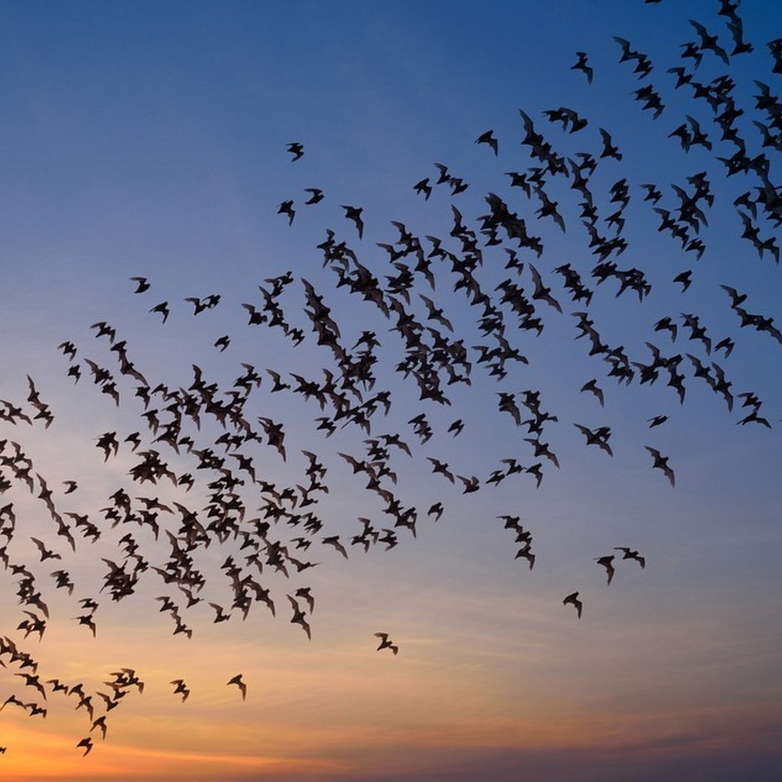 Dr. Charles Campbell And His Malaria-Fighting Bat Towers